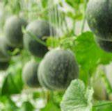 Mini Melon fruit seeds for planting – Heirloom & Non-GMO garden seeds, compact sweet juicy variety