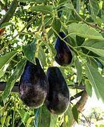 Mexicola Butter Avocado fruit seeds for planting - Heirloom & Non-GMO Garden seeds
