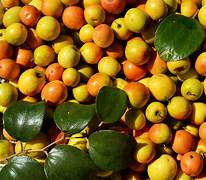 Orange Ziziphus Spinosa Fruit Seeds for Planting – Heirloom & Non-GMO Garden seeds, drought-tolerant sweet fruits