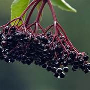 Elderberry fruit seeds for planting – Heirloom & Non-GMO garden seeds, immune-boosting berry variety