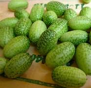 Mouse Melon fruit seeds for planting – Heirloom & Non-GMO garden seeds for unique miniature harvests