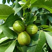 Shagbark Hickory fruit seeds for planting - Heirloom & Non-GMO garden seeds for hardy exotic nut trees