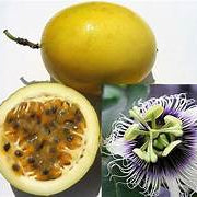 Yellow Passiflora Incarnata fruit seeds for planting - Heirloom & Non-GMO Garden seeds