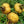Wild Rosa Roxburghii fruit seeds for planting - Heirloom & Non-GMO Garden seeds, hardy green landscape fruit