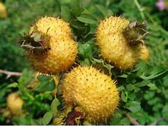 Wild Rosa Roxburghii fruit seeds for planting - Heirloom & Non-GMO Garden seeds, hardy green landscape fruit