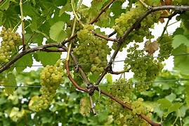 Green Brazilian Grape fruit seeds for planting - Heirloom & Non-GMO Garden seeds