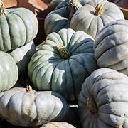 White Jarrahdale pumpkin vegetable seeds for planting – Heirloom & Non-GMO garden seeds, unique pale variety