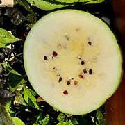 Japanese White Watermelon fruit seeds for planting - Heirloom & Non-GMO Garden seeds for juicy melons