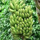 Fresh Dark Green Banana Fruit Seeds for Planting - Heirloom & Non-GMO Garden Seeds