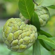 Green Annona Squamosa fruit seeds for planting - Heirloom & Non-GMO Garden seeds, tropical tree-grown variety