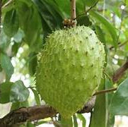 Soursop fruit seeds for planting - Heirloom & Non-GMO Garden seeds, brown tropical variety for lush gardens