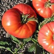 Tomato Omar’s Giant vegetable seeds for planting - Heirloom & Non-GMO Garden seeds