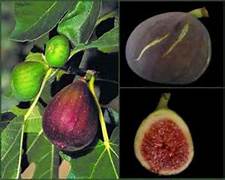 Ficus Carica fruit seeds for planting - Heirloom & Non-GMO Garden seeds, sweet fig variety for home growing