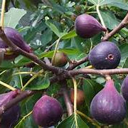 Sweet King Fig fruit seeds for planting - Heirloom & Non-GMO Garden seeds, delicious healthy fig trees
