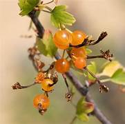 Golden Currant fruit seeds for planting - Heirloom & Non-GMO Garden seeds