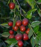 Sugar Cane Jujube fruit seeds for planting - Heirloom & Non-GMO Garden seeds