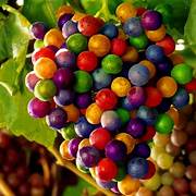 Rainbow Mixed Grape fruit seeds for planting - Heirloom & Non-GMO Garden seeds