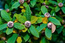 Brown Medlar fruit seeds for planting - Heirloom & Non-GMO garden seeds for rare sweet harvests