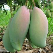 Mango fruit seeds for planting - Heirloom & Non-GMO Garden seeds, tropical fruit for sunny gardens