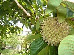 Annona Purpurea fruit seeds for planting – Heirloom & Non-GMO garden seeds, rare exotic fruit variety