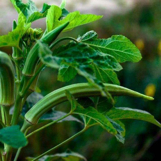 Cow Horn Okra Seeds for Planting – Heirloom, Non-GMO, Long Podded Vegetable – High Germination