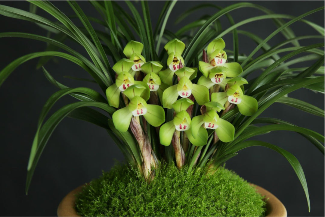 Lime Green Cymbidium Maxillaria Goeringii Seeds for Planting – Heirloom, Non-GMO, High Germination