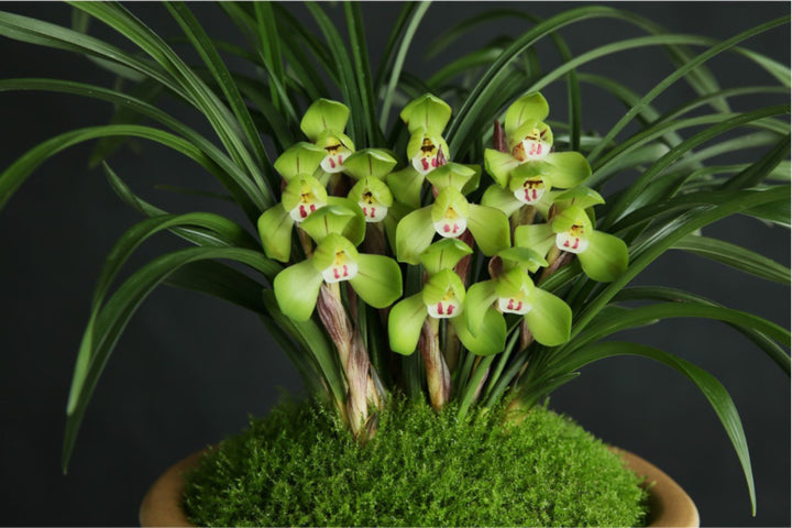 Lime Green Cymbidium Maxillaria Goeringii Seeds for Planting – Heirloom, Non-GMO, High Germination