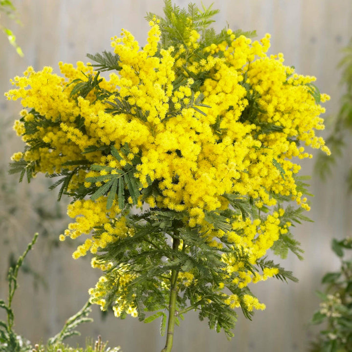 Golden Mimosa Yellow Seeds for Planting – Heirloom, Non-GMO, High Germination Organic Garden Seeds for Home Garden