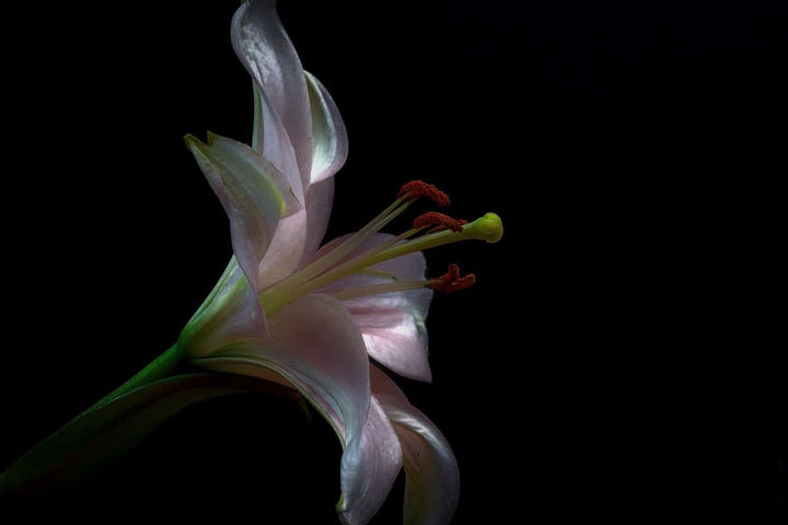 Ash Amaryllis Flower Seeds for Planting – Heirloom, Non-GMO, High Germination Organic Garden Seeds