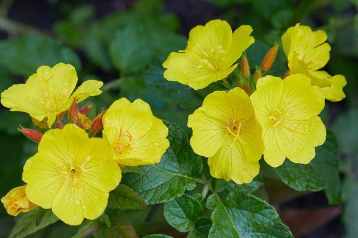 Oenothera Biennis Flower Seeds for Planting – Heirloom, Non-GMO, High Germination Organic Garden Seeds