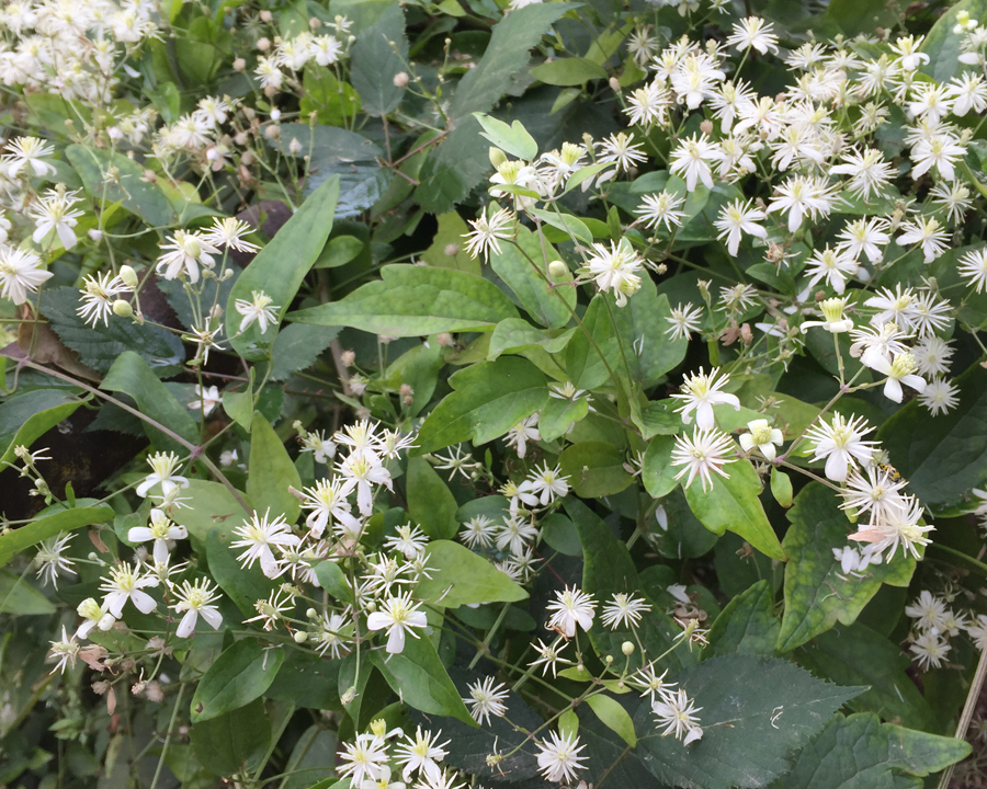 Flower Seeds, Seeds,Seeds For Planting,Plant Seeds