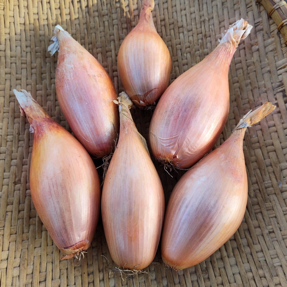 Heirloom Non-GMO Onion Shallots (Scallions) Vegetable Seeds for Planting – High-Yield Seeds