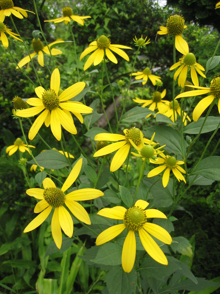 Cutleaf ConeFlower Seeds for Planting – Heirloom, Non-GMO, High Germination Organic Garden Seeds