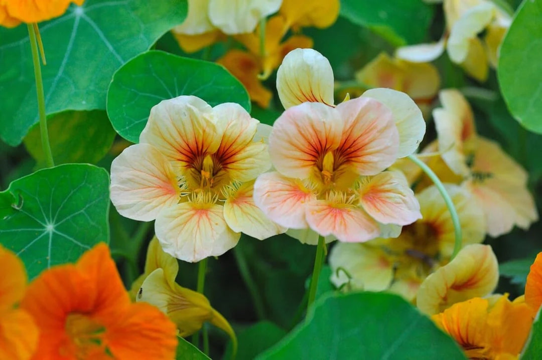 Nasturtium Flower Seeds for Planting – Heirloom Non-GMO Seeds for Home Garden, High Germination