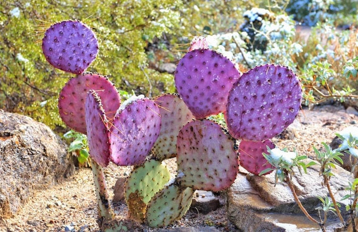 Pink Opuntia Chlorotica Flower Seeds for Planting – Heirloom, Non-GMO, High Germination Wildflower Mix