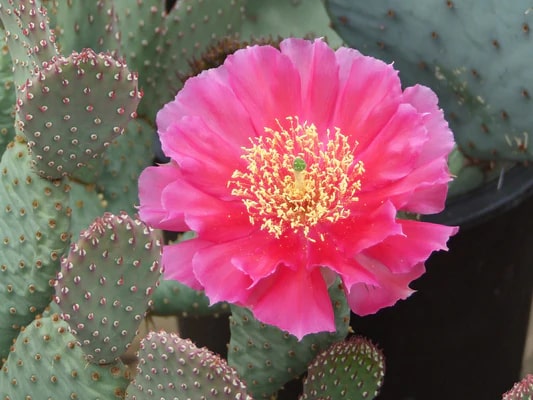 Pink Opuntia Flower Seeds for Planting | Heirloom Non-GMO Organic Garden Seeds, High Germination