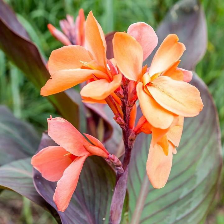 Canna Flower Seeds for Planting – Long Bloom Season, Heirloom, Non-GMO, High Germination Organic Garden Seeds