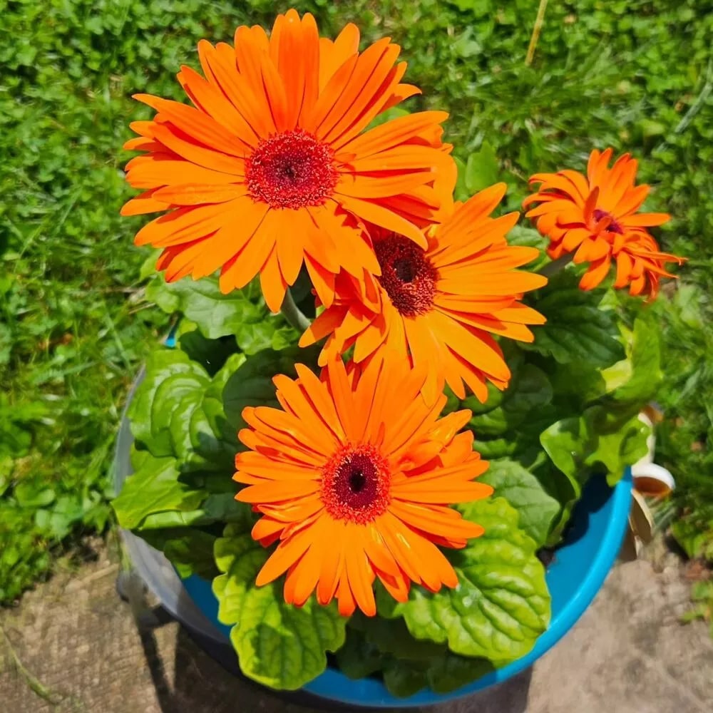 Orange Gerbera Jamesonii Flower Seeds for Planting – Heirloom, Non-GMO, High Germination Seeds