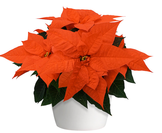 Orange Poinsettia Seeds for Planting - Heirloom, Non-GMO, Pollinator-Friendly Organic Garden Seeds