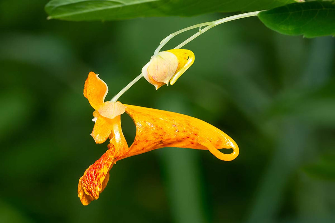 Jewelweed Flower Seeds for Planting – Wildflower Mix, Heirloom, Non-GMO, High Germination Organic Garden Seeds
