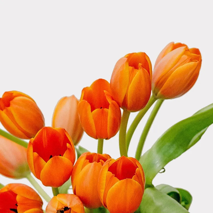 Orange Tulip Flower Seeds for Planting – Heirloom, Non-GMO, Shade Tolerant High Germination Variety