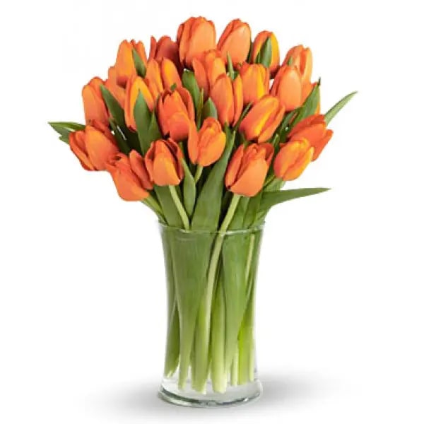 Orange Tulip Flower Seeds for Planting – Heirloom, Non-GMO, Hardy High Germination Variety