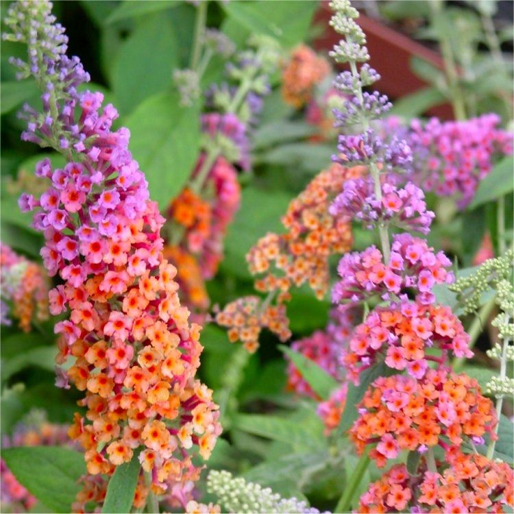Orange Pink Buddleia Flower Seeds for Planting – Heirloom, Non-GMO, High Germination Organic Garden Seeds for Full Sun