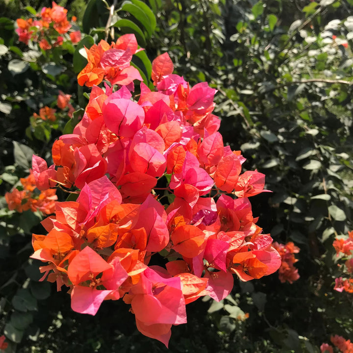 Orange Pink Bougainvillea Flower Seeds for Planting – Heirloom Non-GMO High Germination Organic Garden Seeds