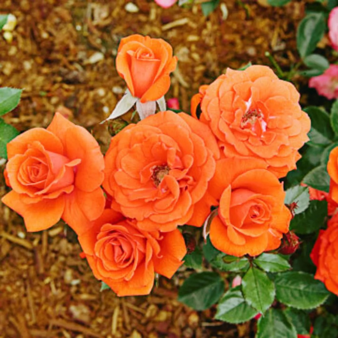 Orange Unique Rose Flower Seeds for Planting – Heirloom Non-GMO High Germination Organic Garden Seeds