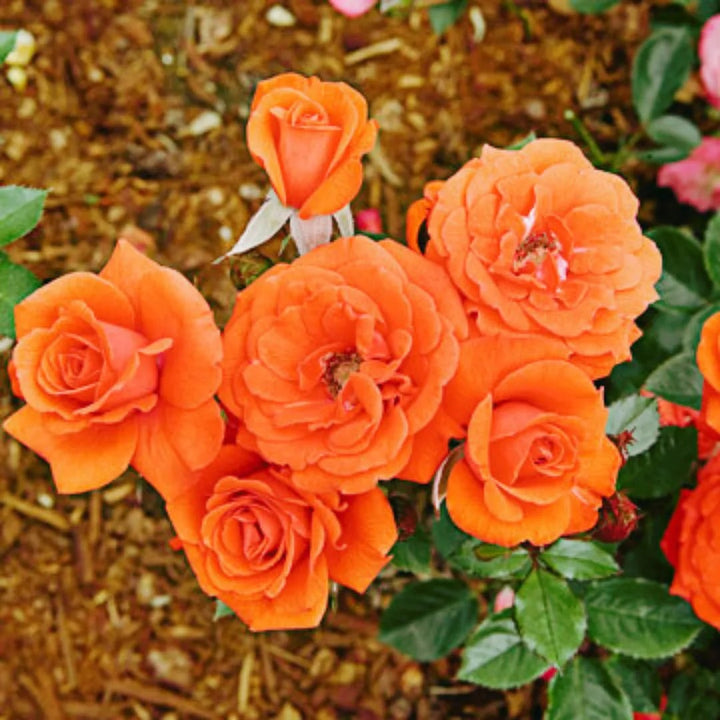 Orange Unique Rose Flower Seeds for Planting – Heirloom Non-GMO High Germination Organic Garden Seeds