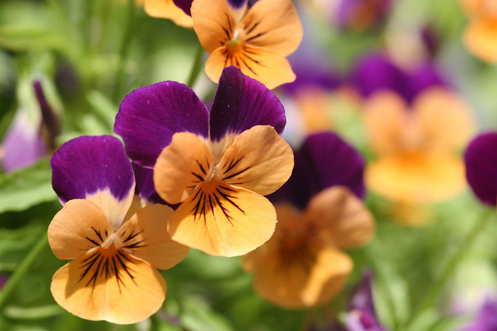 Orange Violet Pansy Flower Seeds for Planting – Heirloom Non-GMO, High Germination Organic Garden Seeds