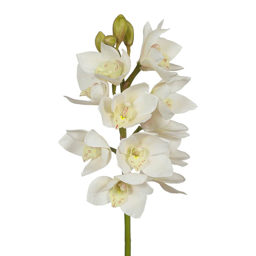 White Cymbidium Orchid Herb Seeds – Heirloom, Non-GMO Seeds for Garden Planting with Rich Aroma