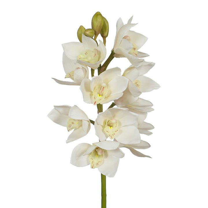 White Cymbidium Orchid Herb Seeds – Heirloom, Non-GMO Seeds for Garden Planting with Rich Aroma