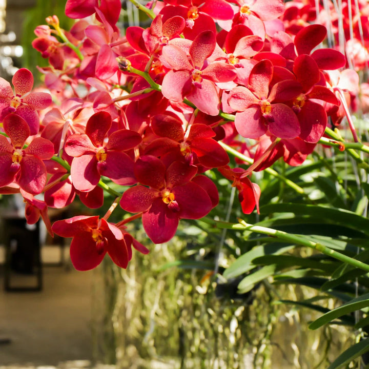 Red Phalaenopsis Orchid Flower Seeds for Planting – Heirloom Non-GMO Organic Garden Seeds with High Germination